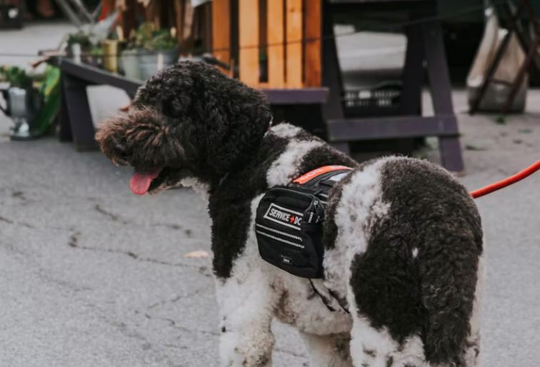 Service Dog Etiquette: How to Behave Around Service Dogs and with Your Own