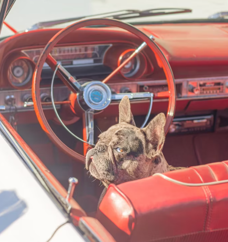 Tips for Stress-Free Car Rides with Your Dog