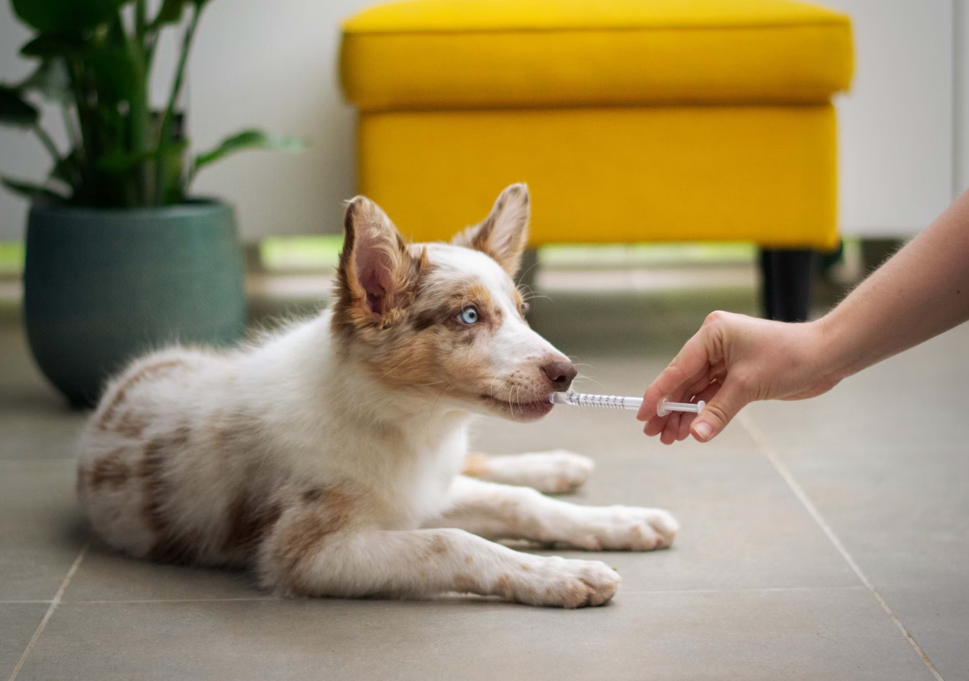 Preparing for Your Dog’s First Vet Visit: What You Need to Know